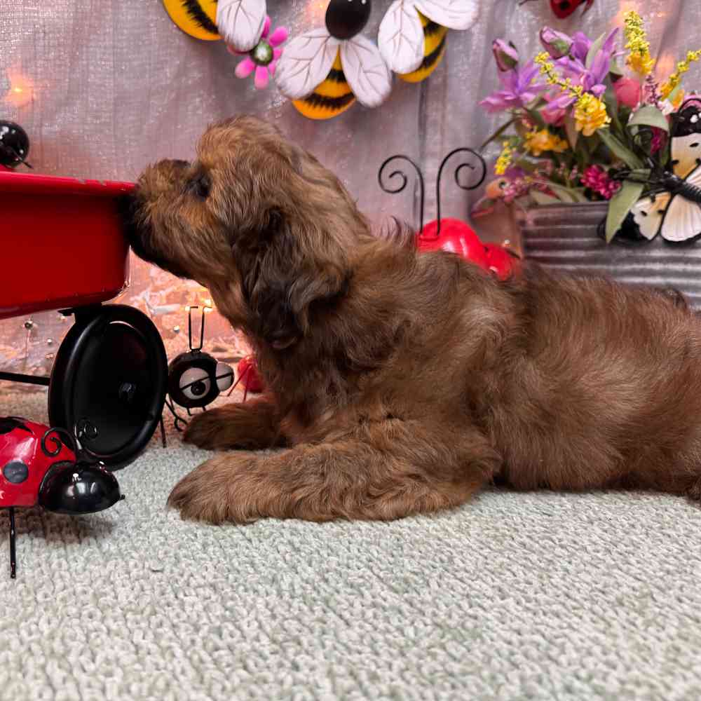 carousel pet images