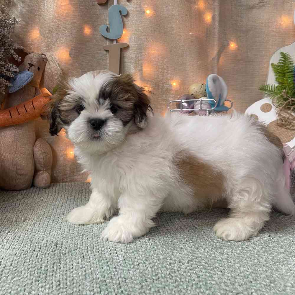 carousel pet images