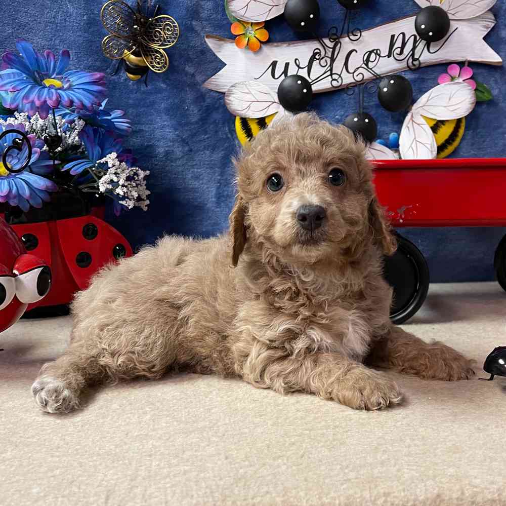 carousel pet images