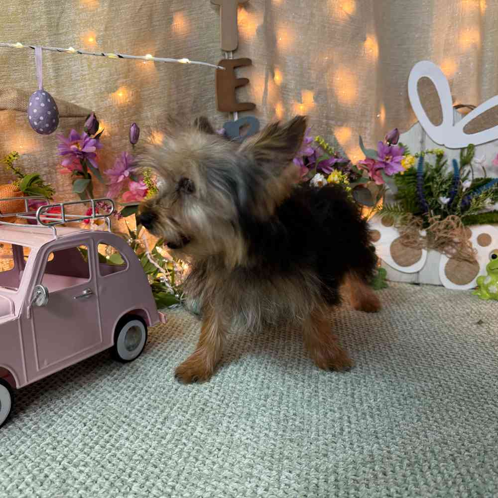 carousel pet images