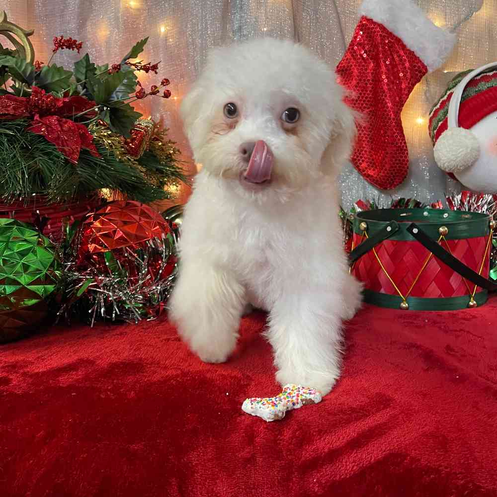 carousel pet images