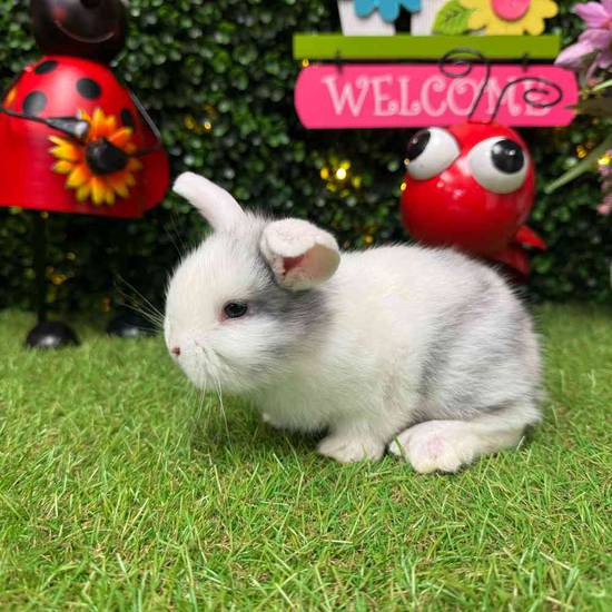 Flemish Giant Holland Lop Mix