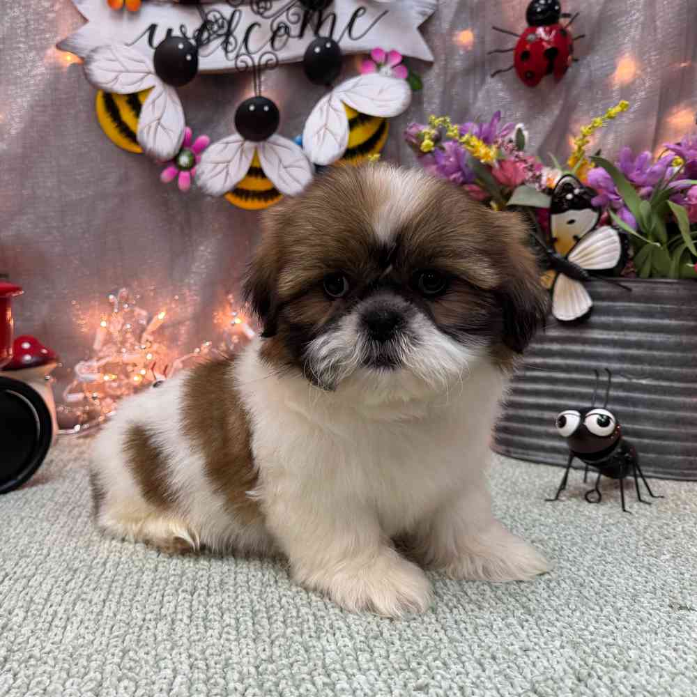 carousel pet images