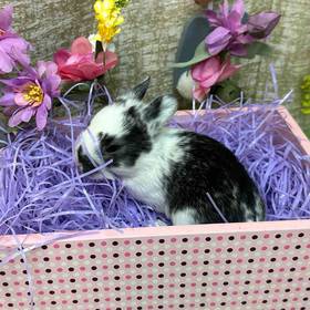 Flemish Giant Holland Lop Mix