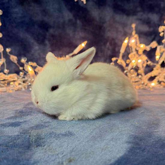 Small Animal for Sale Pets Plus Stafford