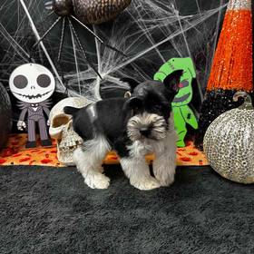 Mini Schnauzer