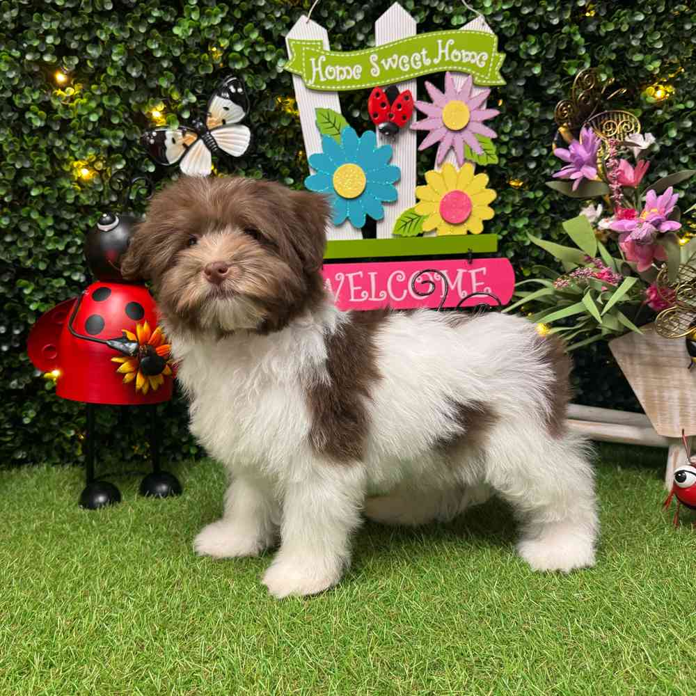 Image of a pet breed in the gallery