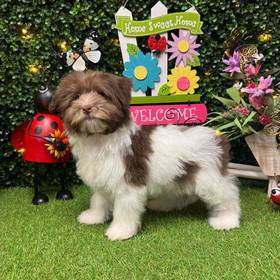 Havanese