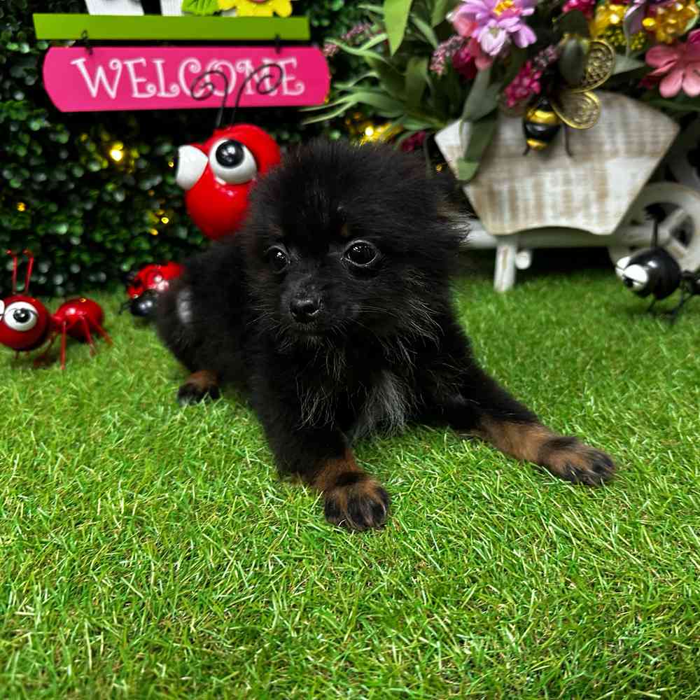 carousel pet images