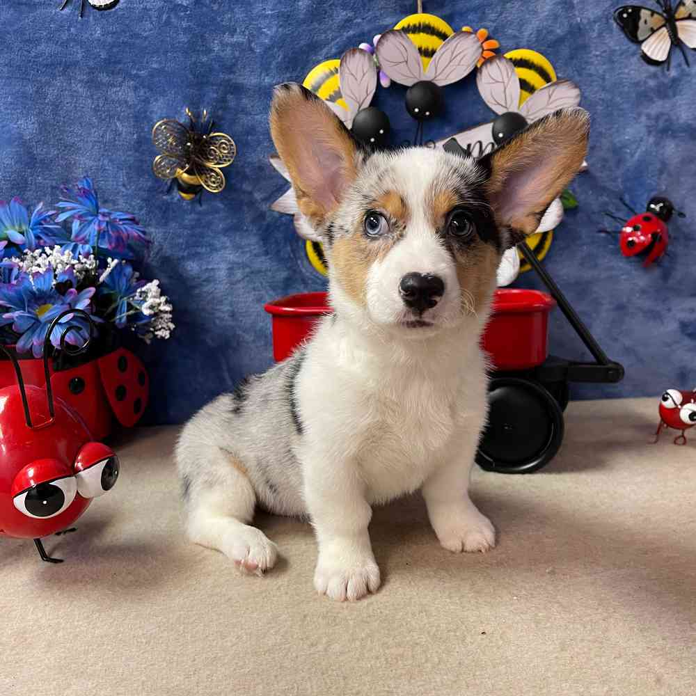 carousel pet images