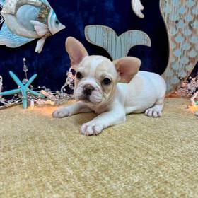 French Bulldog