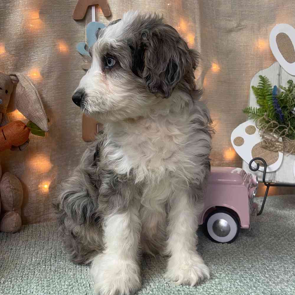 carousel pet images