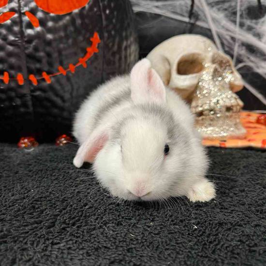 Flemish Giant Holland Lop Mix