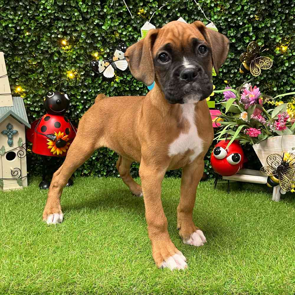 carousel pet images
