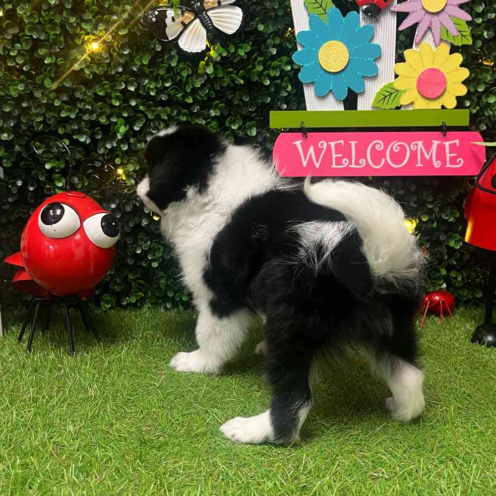 carousel pet images