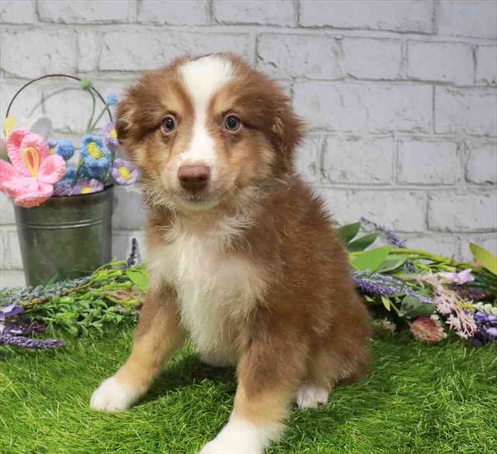carousel pet images