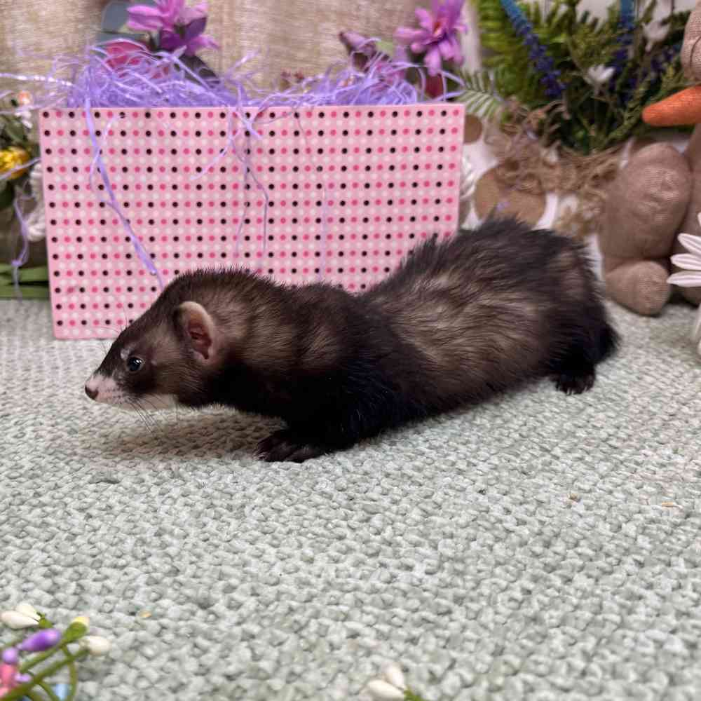 carousel pet images