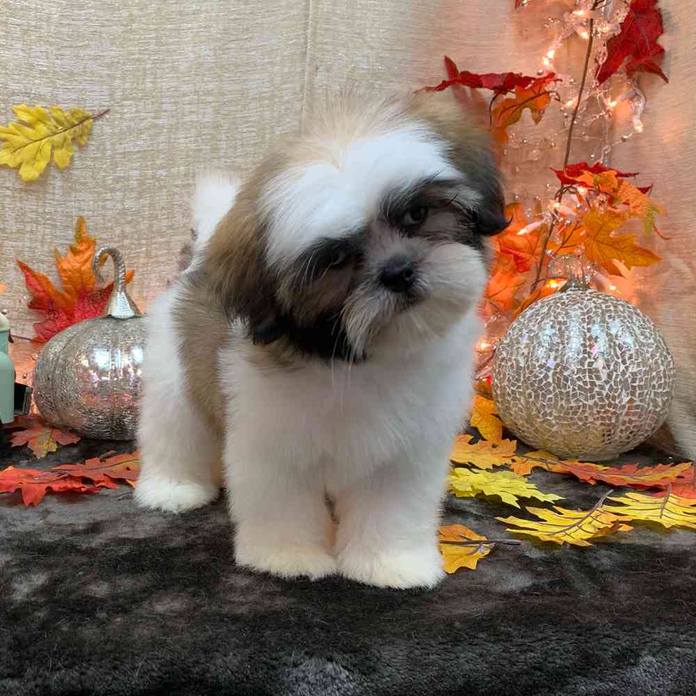 carousel pet images