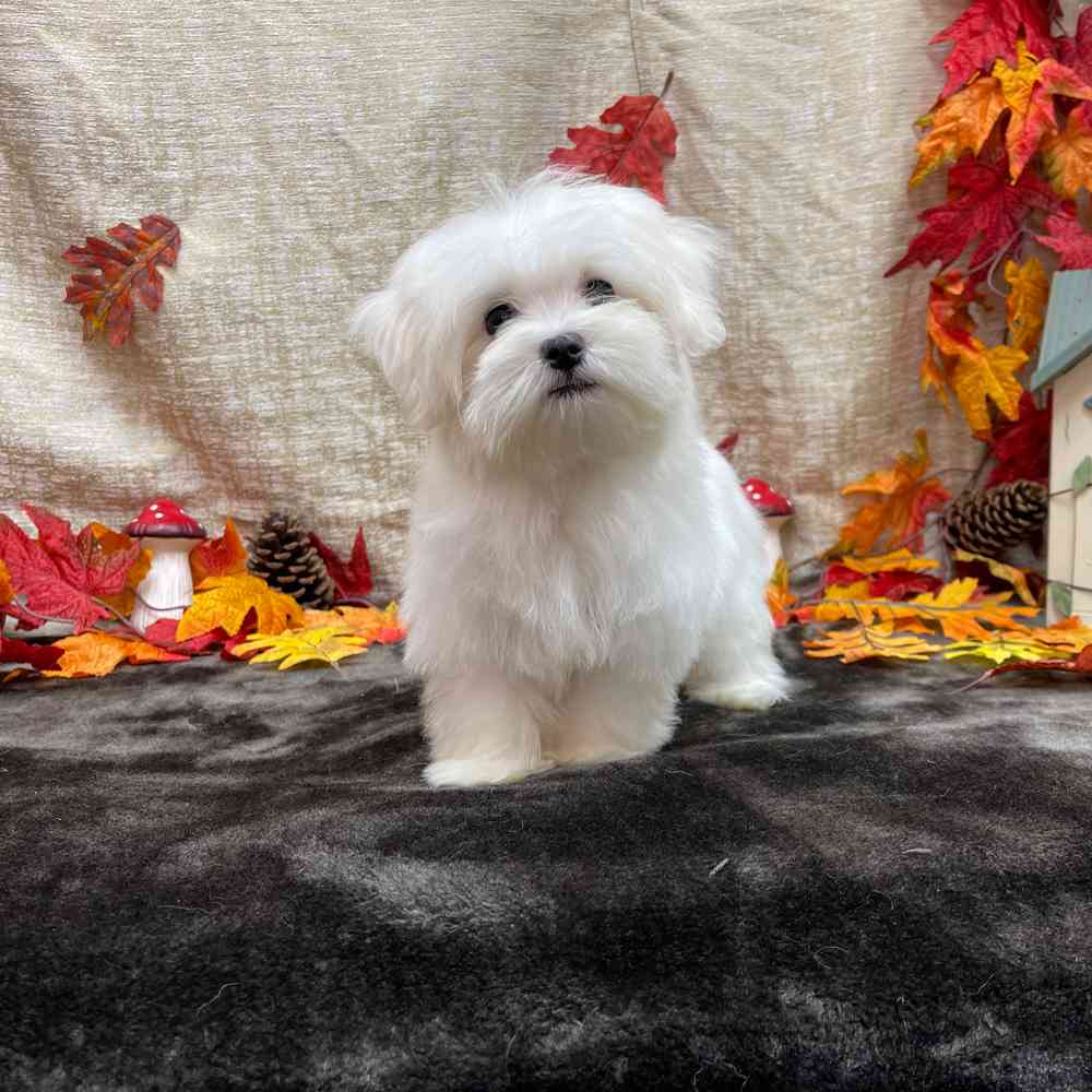 carousel pet images