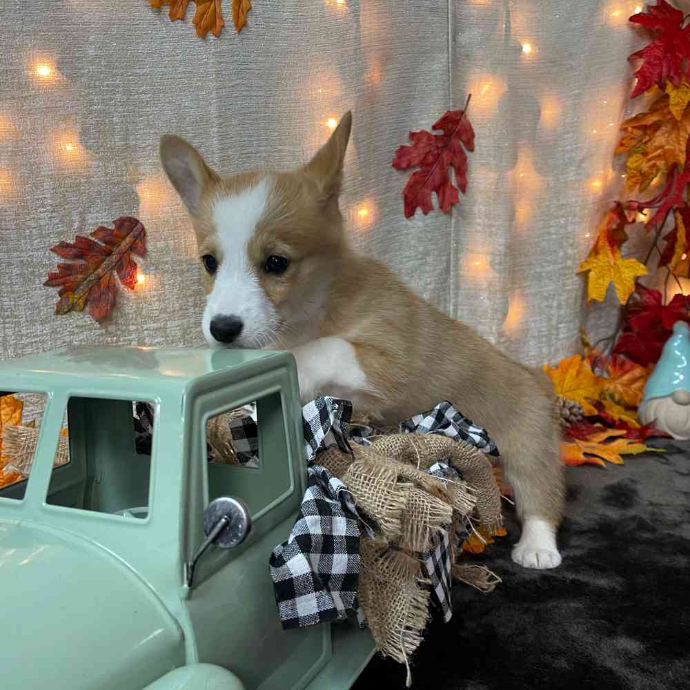 carousel pet images