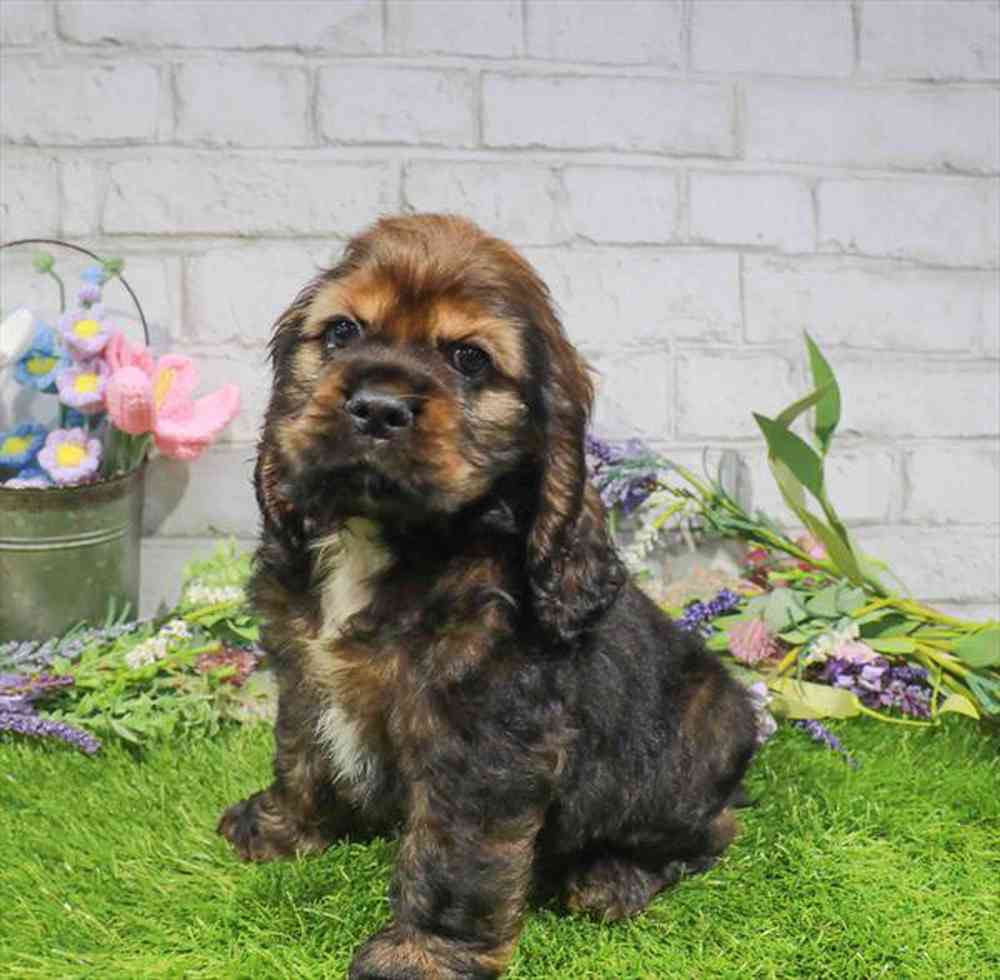 Image of a pet breed in the gallery
