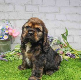 Cocker Spaniel