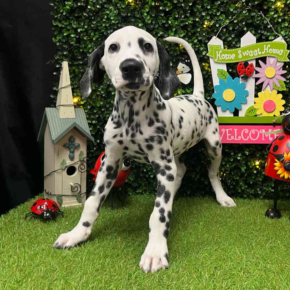 carousel pet images