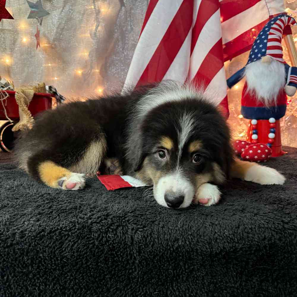 carousel pet images