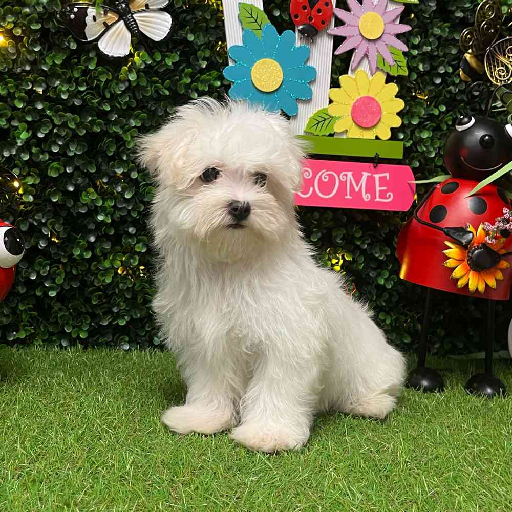 carousel pet images