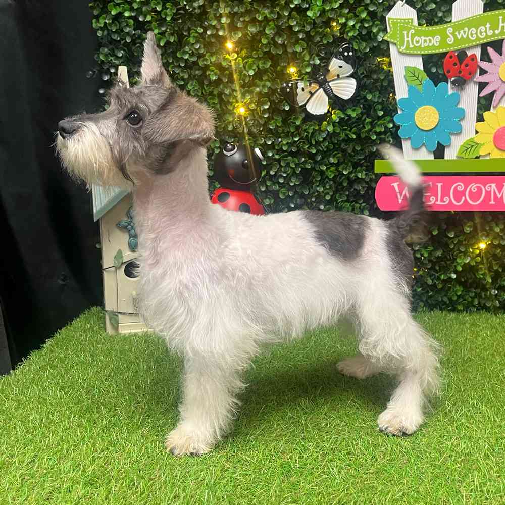 carousel pet images
