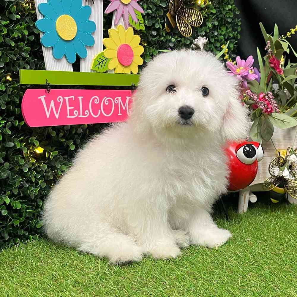 carousel pet images