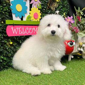Bichon