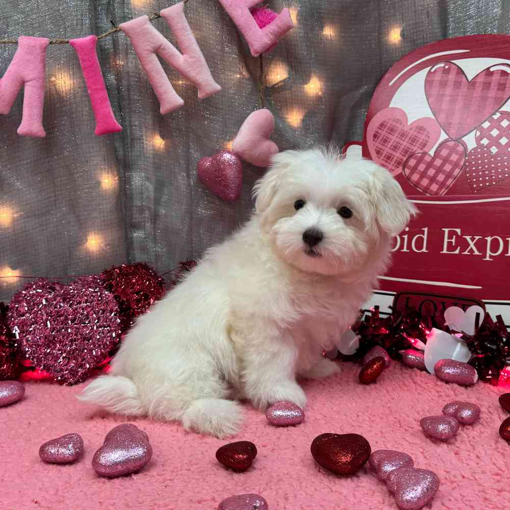 carousel pet images