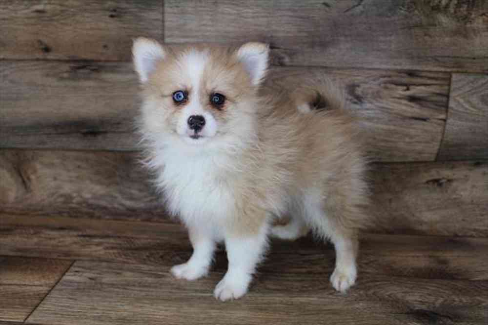 carousel pet images