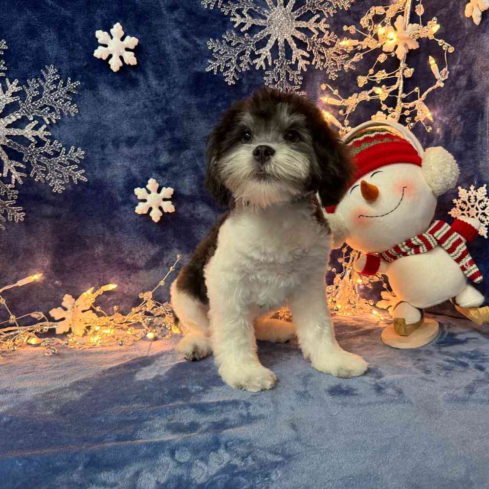 carousel pet images