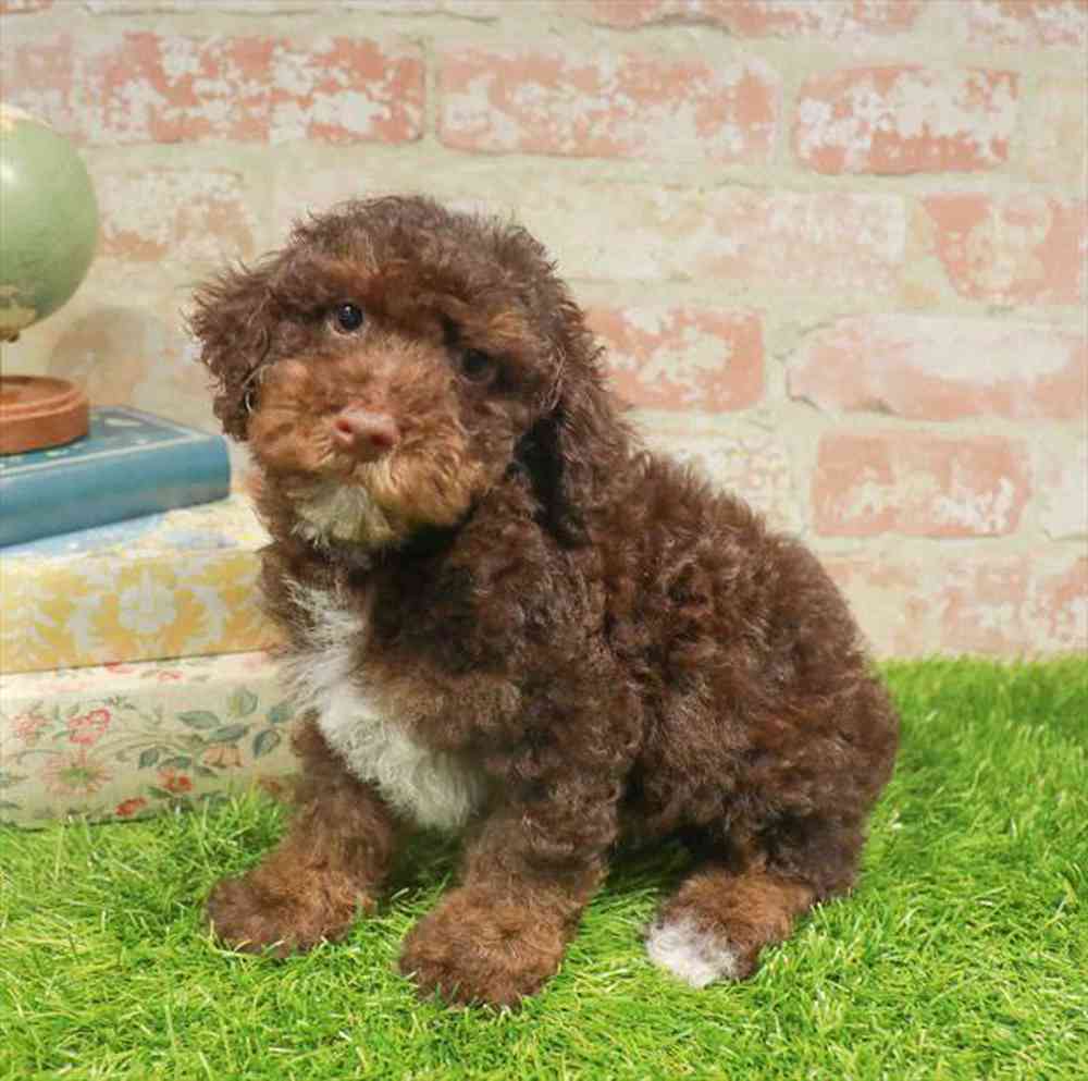 carousel pet images