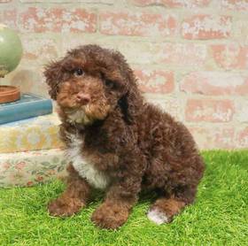 Poodle