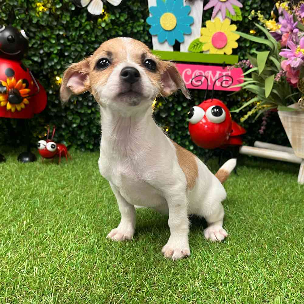 carousel pet images