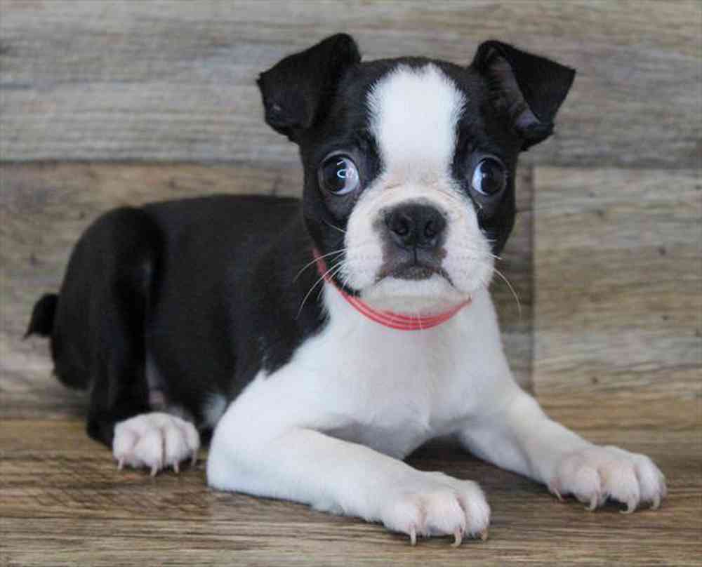carousel pet images
