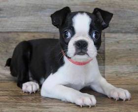 Boston Terrier
