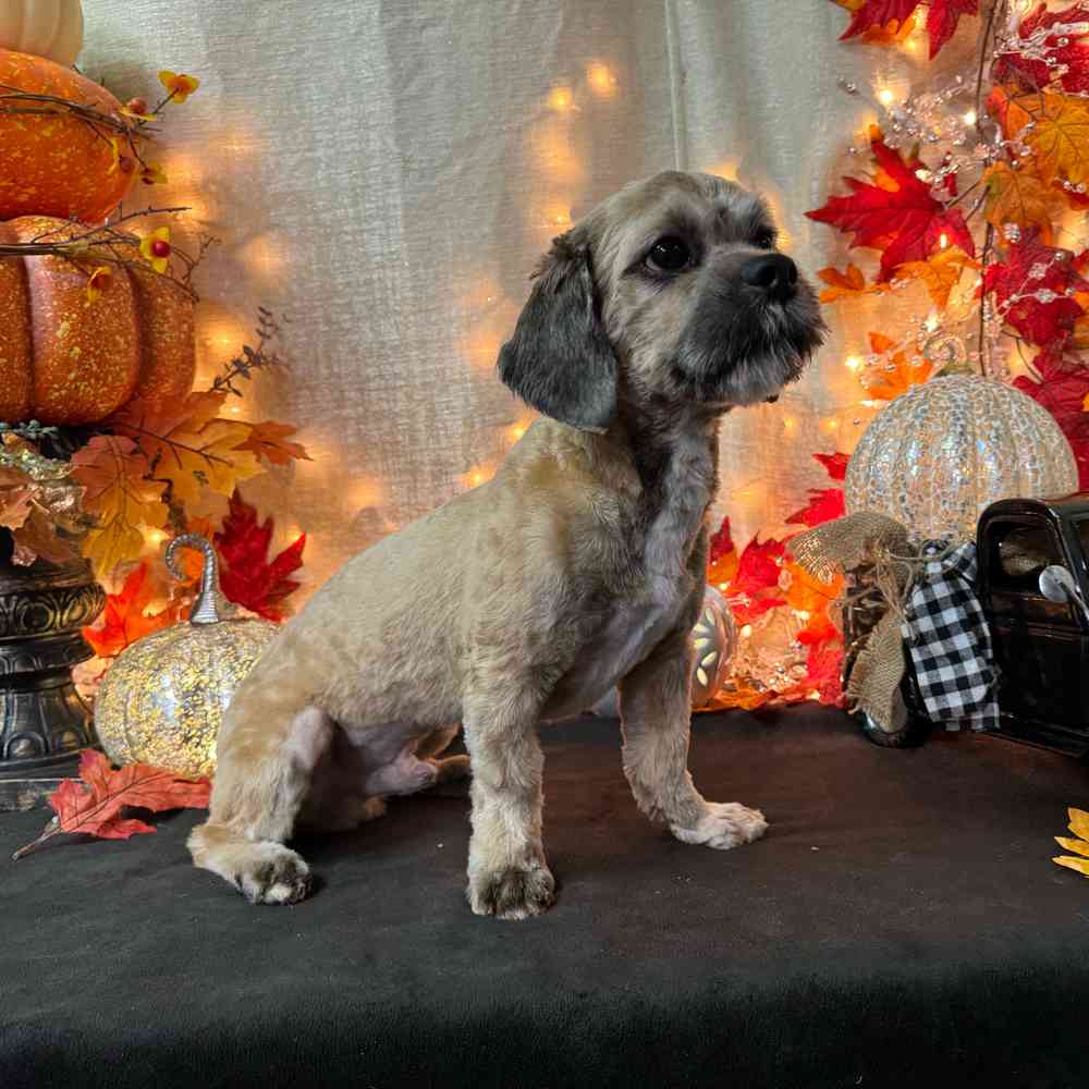 carousel pet images