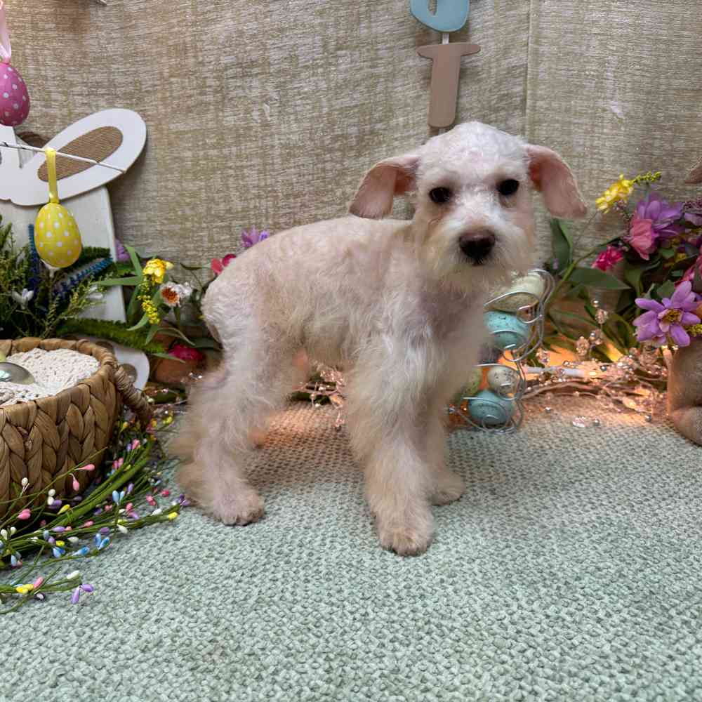 carousel pet images