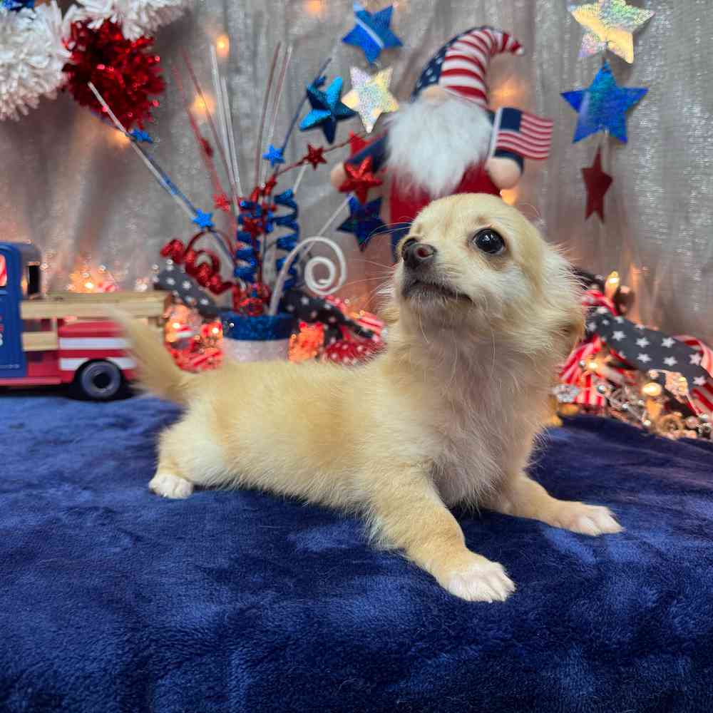 carousel pet images