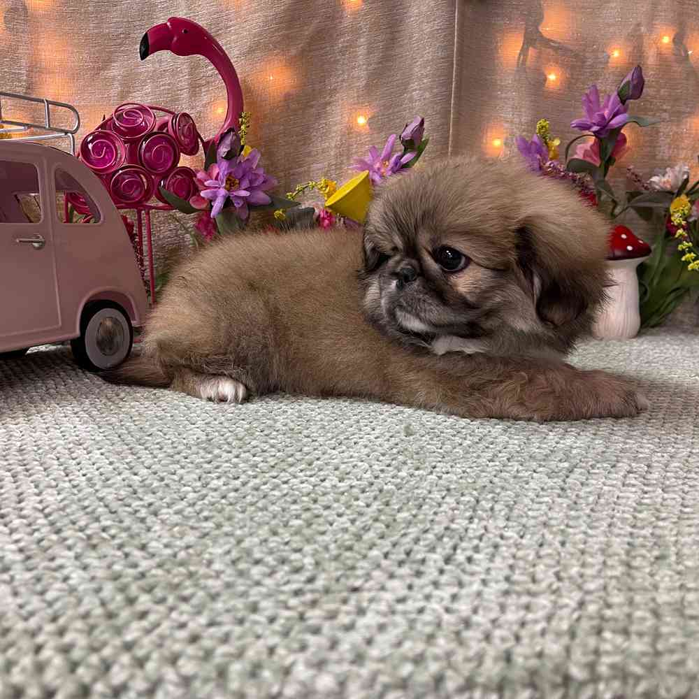 carousel pet images