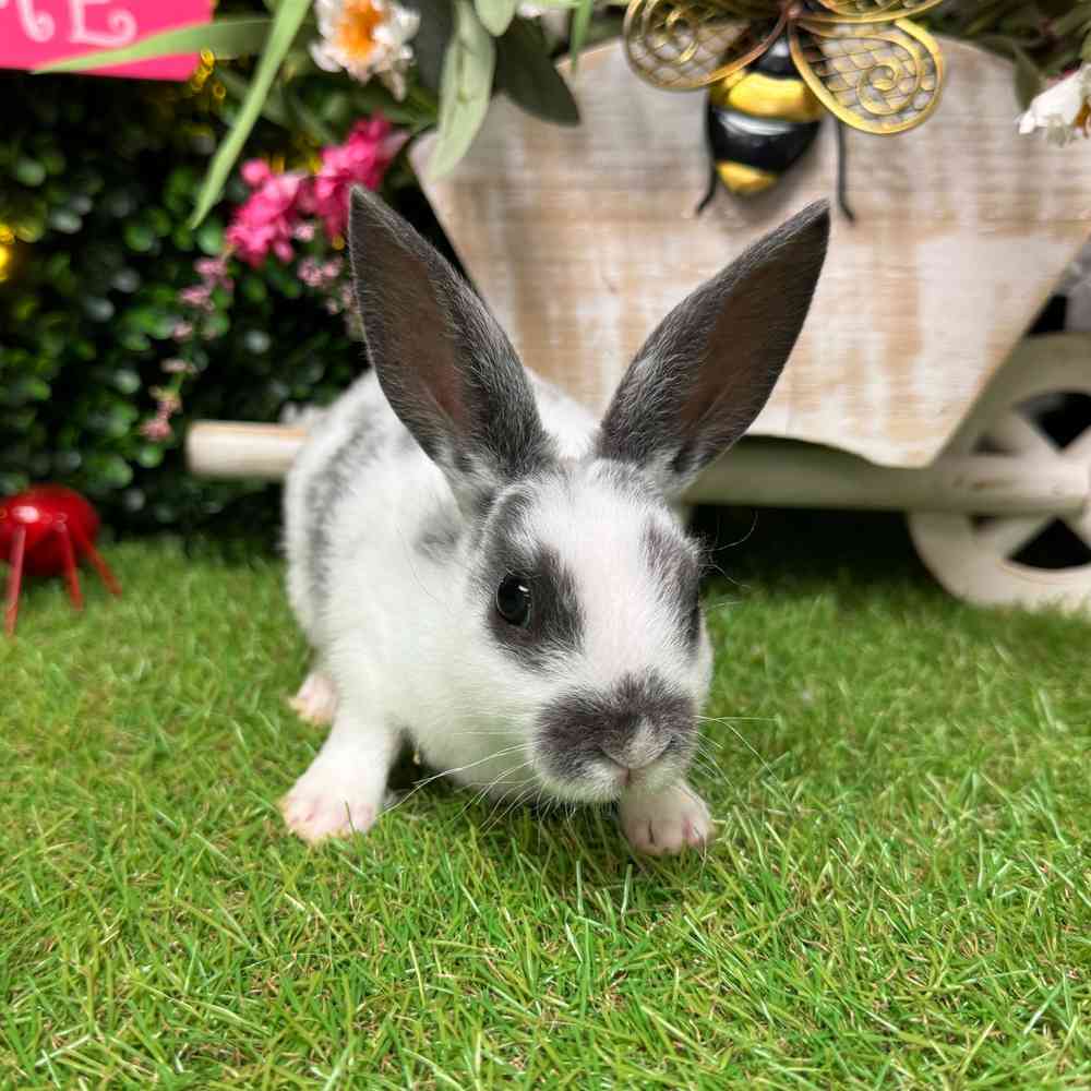 carousel pet images