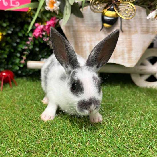 Mini Rex Mix