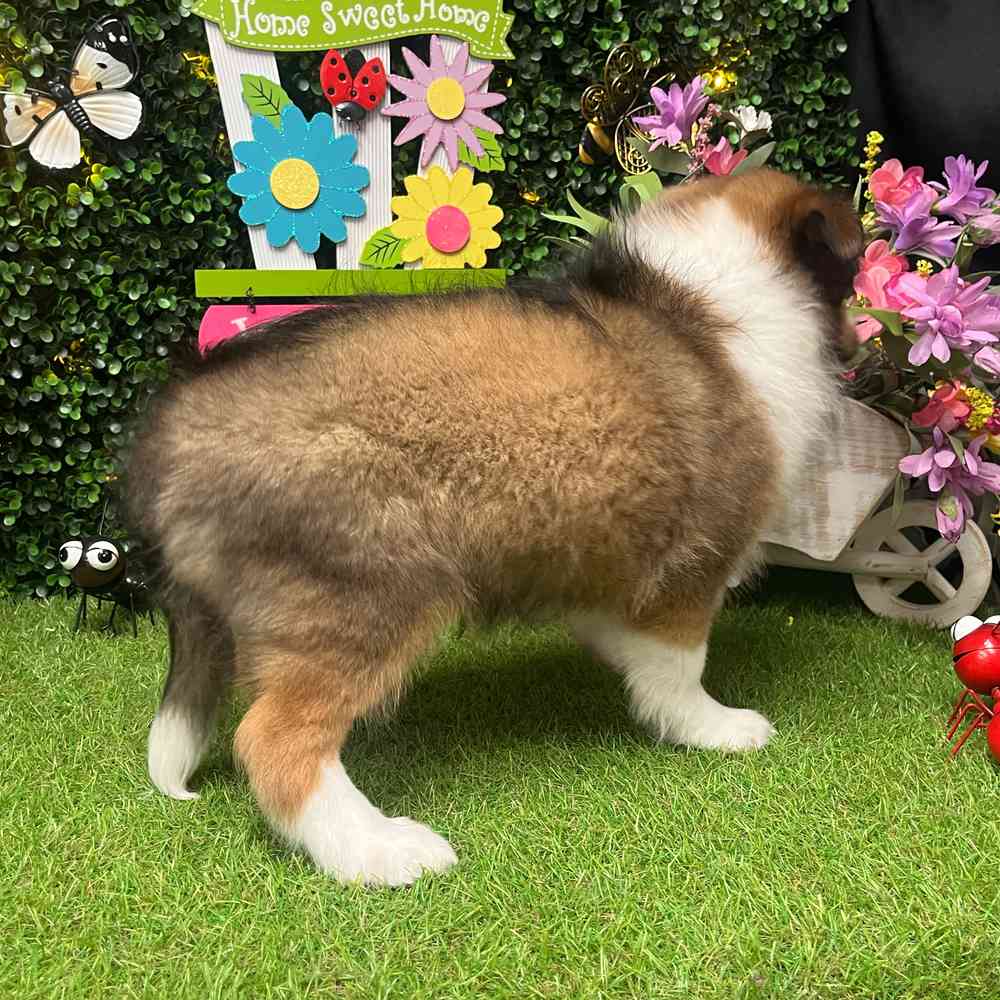 carousel pet images