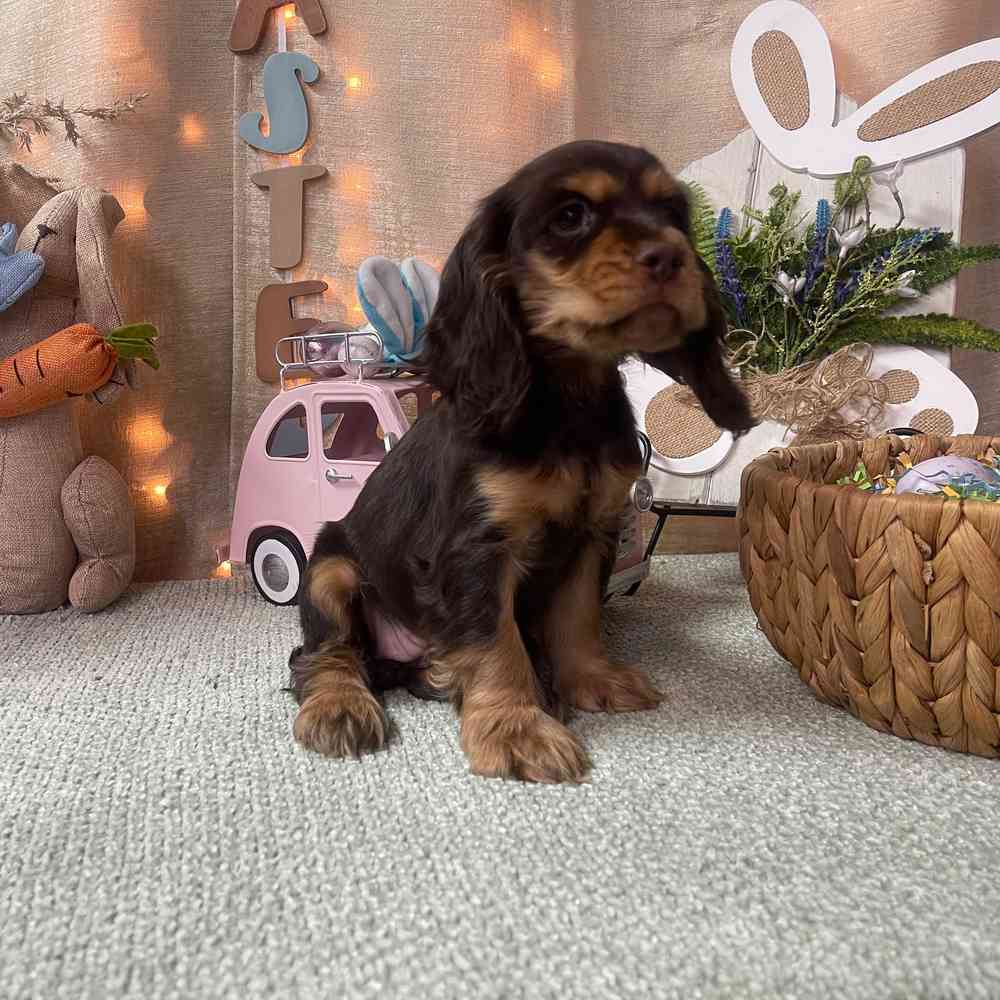 carousel pet images
