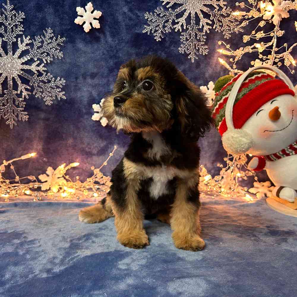carousel pet images
