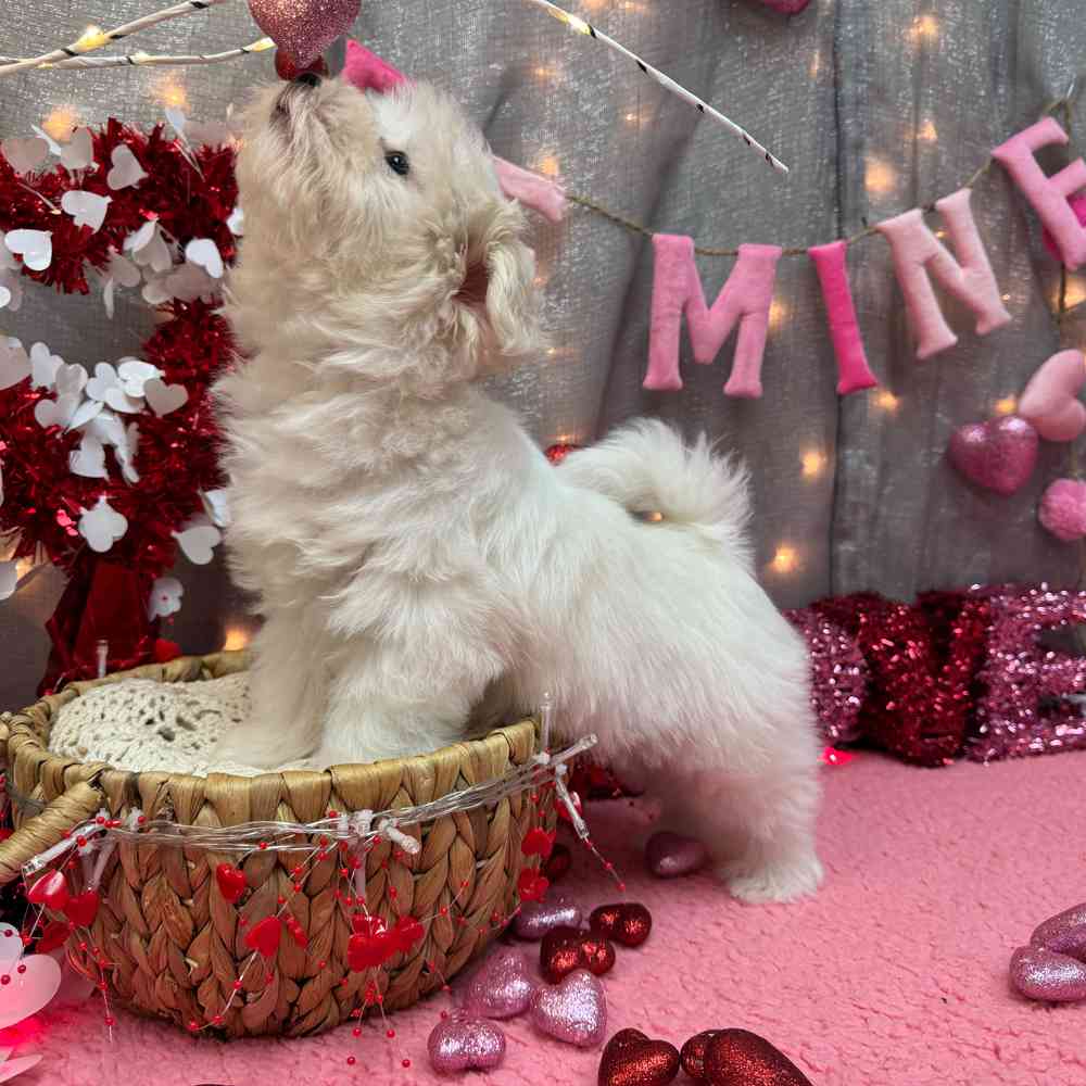 carousel pet images